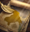 Mch proclaim later jin.png