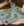 Mission claim the canaries.png
